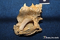 VBS_9557 - Museo Paleontologico - Asti